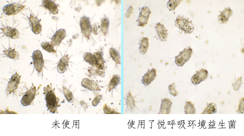 孩子反复“感冒”-其实是尘螨过敏了