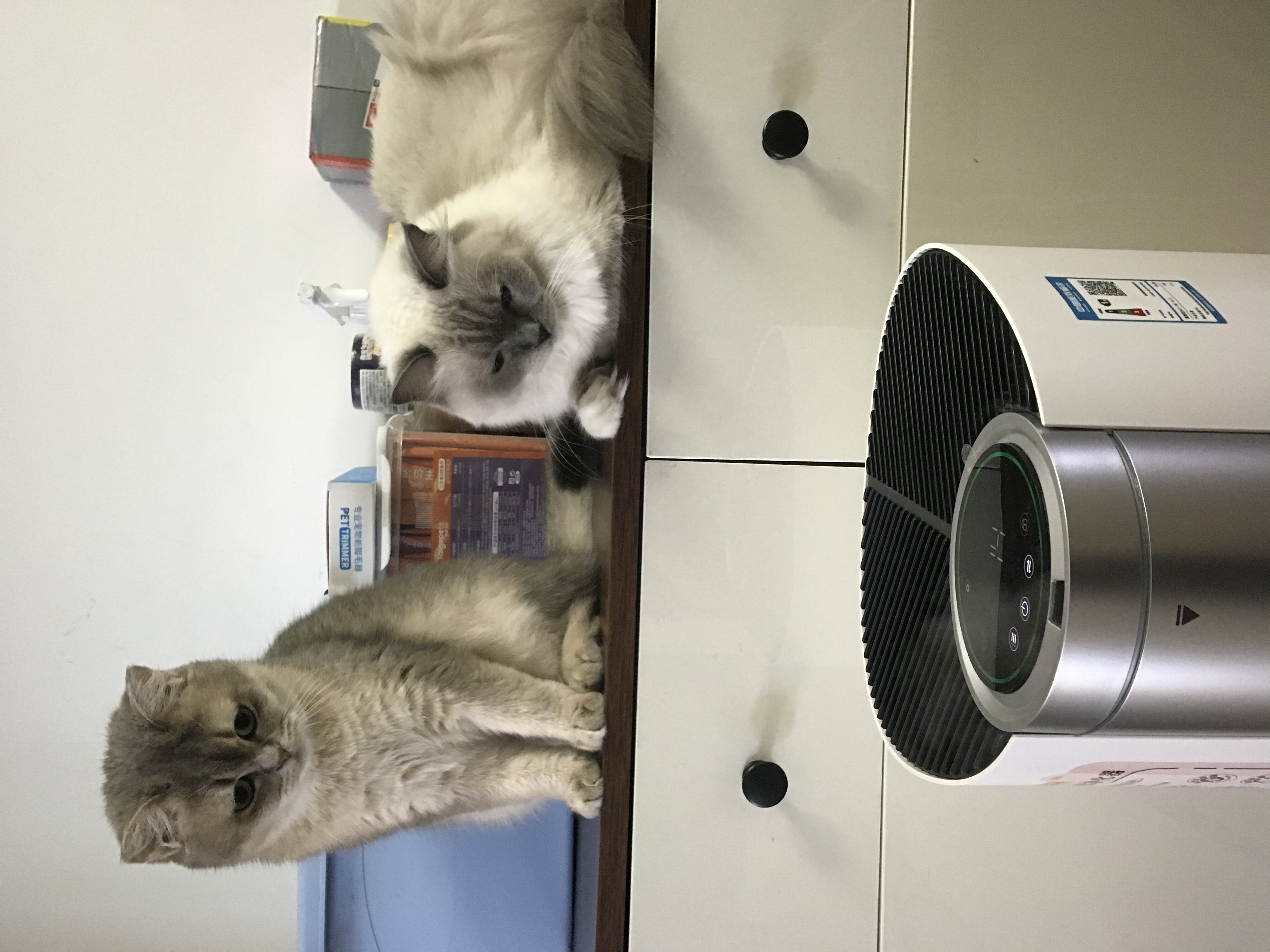 离不开猫咪的女儿却过敏了:一位母亲记录家庭抗敏管理的变化