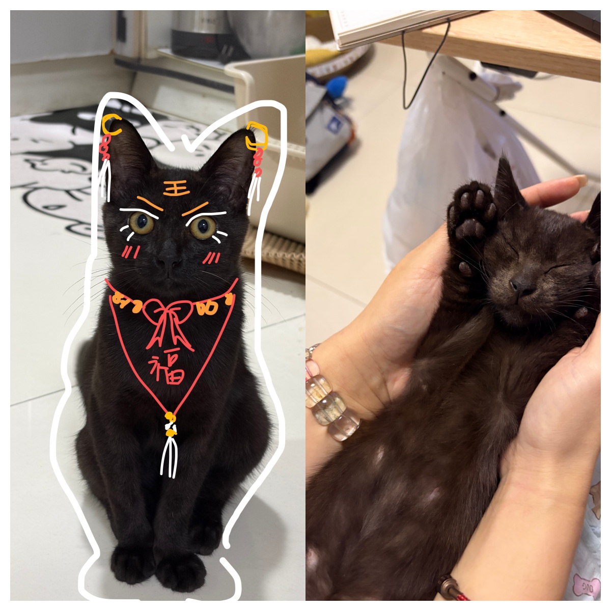 真实用户采访|黑猫龙龙:猫毛过敏的妈 却给了我一个温馨的家